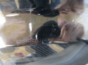 Lampa tył Citroen C3 IV ZWYKŁA Z LED 24- RH 9845616480